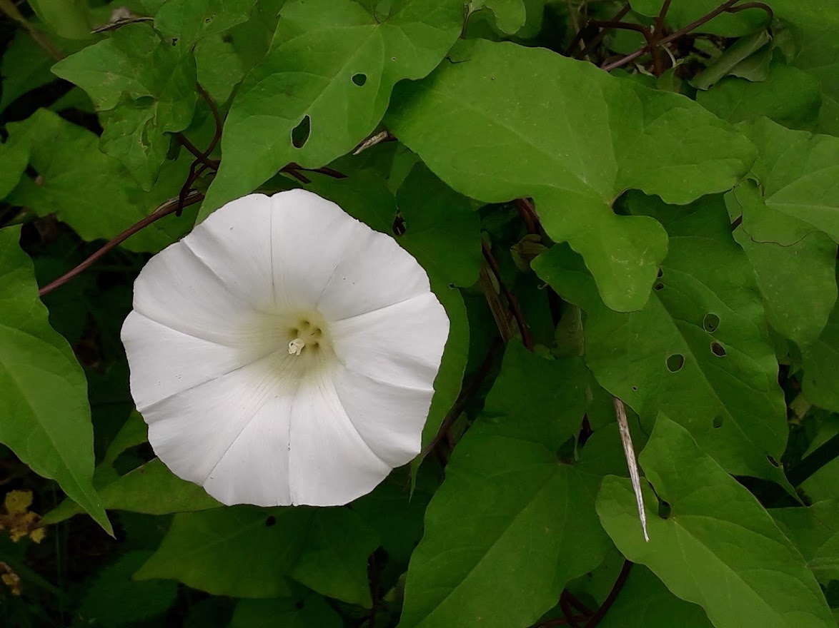Bindweed